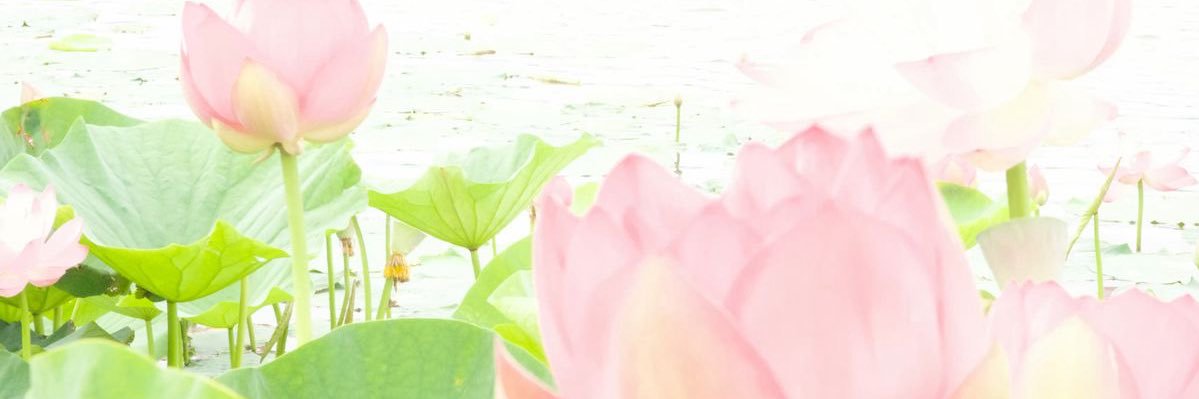 🍀🐰ྀི's banner