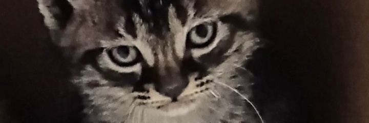 柴犬 カロ吉♂'s banner