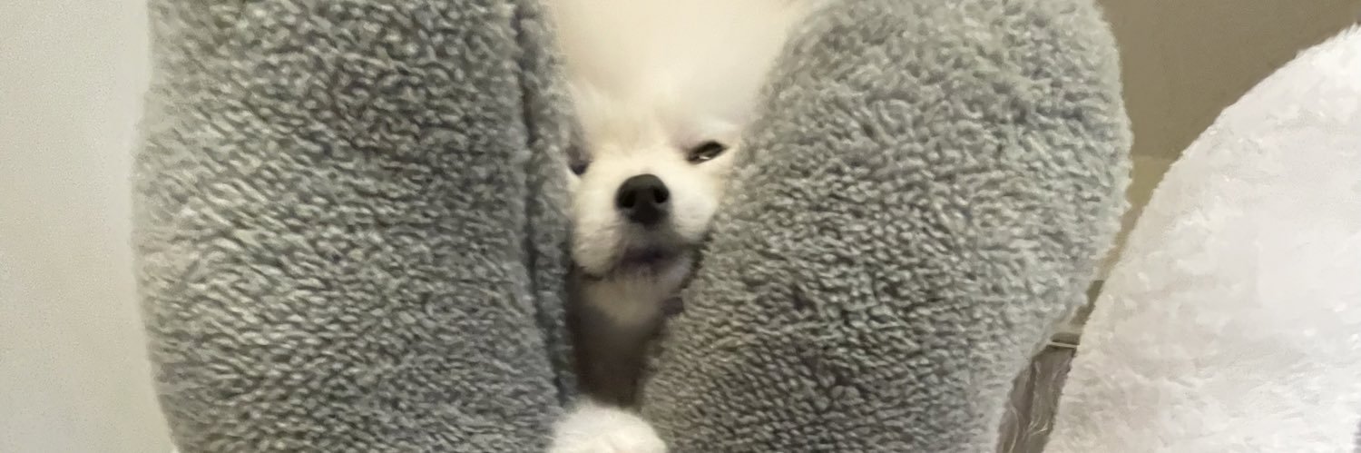 ポメラニアンのえま🐶🍼‎🤍's banner