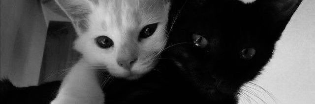 sabs 🐈‍⬛'s banner