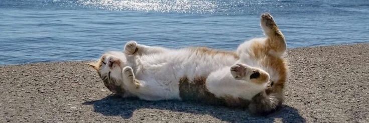 Cat 🐈's banner