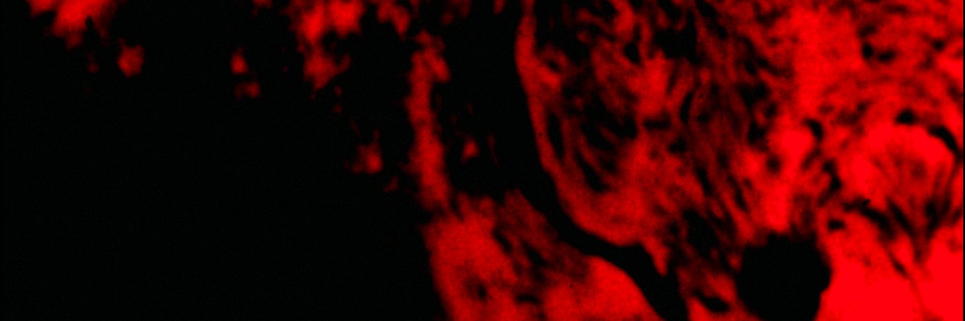 Charli ⛤'s banner