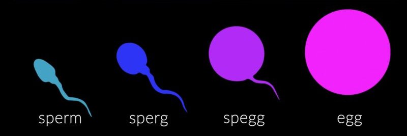 R. Eder-Kirsch 🐡's banner