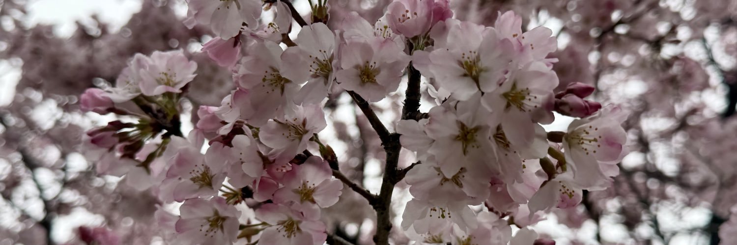 桜本珠希【ReverseTokyo】's banner