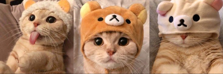 smol silly cat's banner