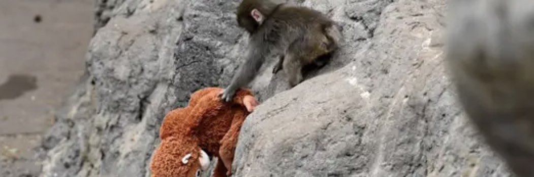 Punch The Monkey's banner