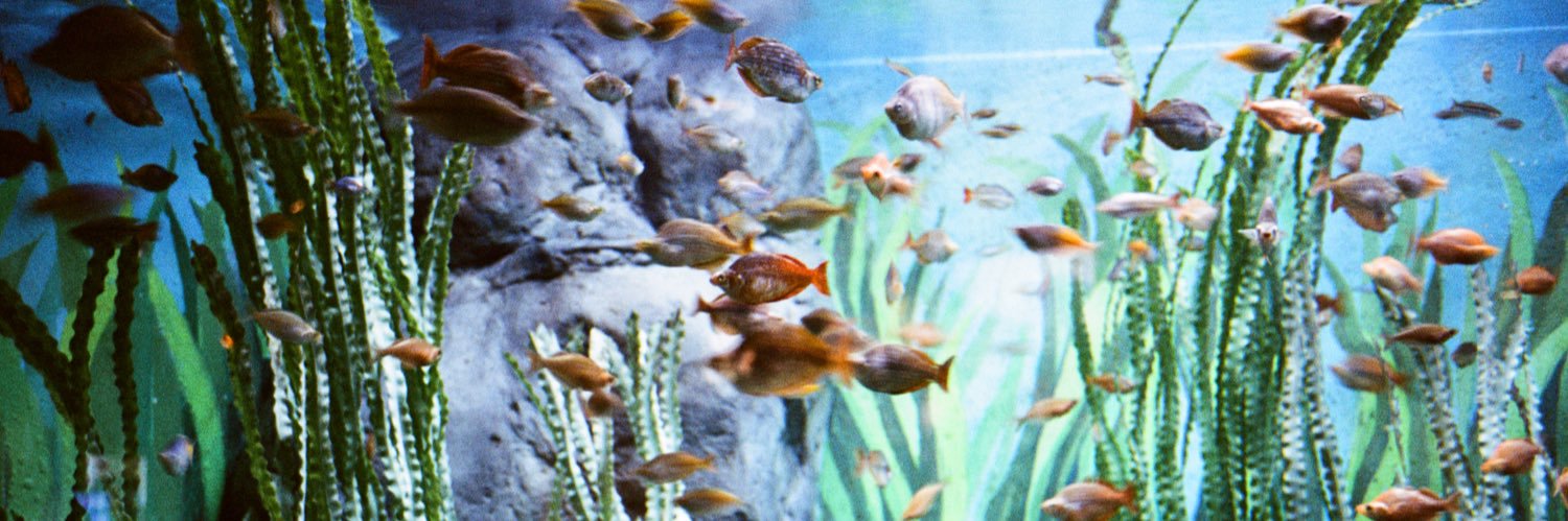 🐟's banner