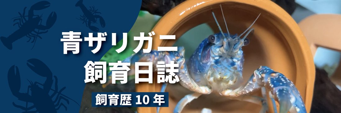 ザリガニざんまい｜青ザリガニ飼育日誌🦞's banner
