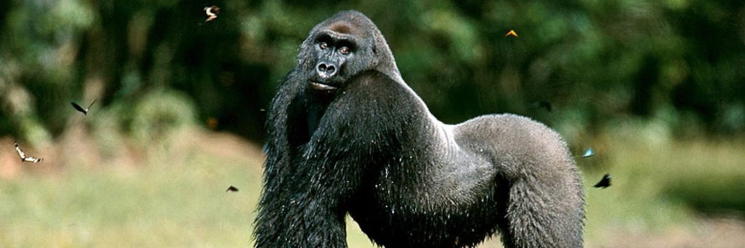 Gorilla's banner