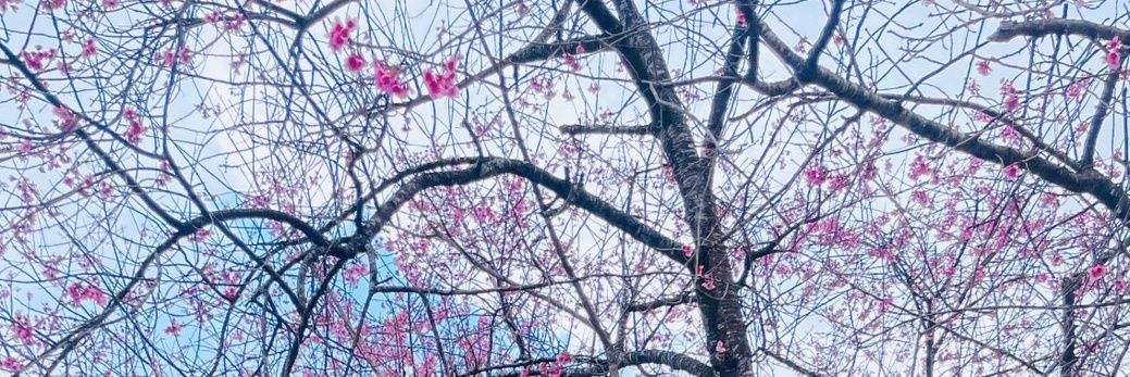 ladyboy_rose's banner