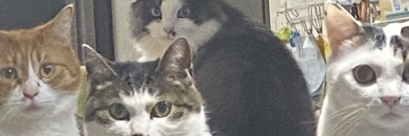 M家のおにゃんこ's banner