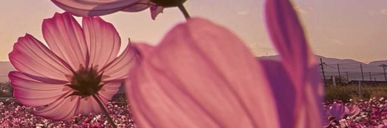 Halle's banner