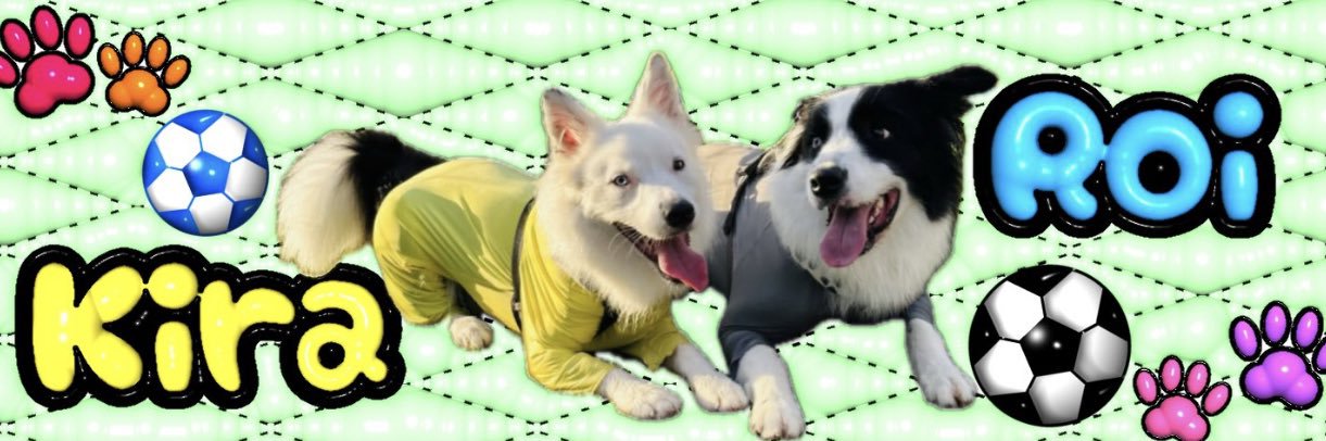 ロイ🐶キラ🐶ボーダーコリー🍤ポメ's banner