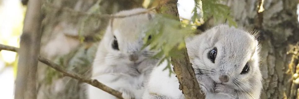 癒しのお届け便 📦【動物】's banner