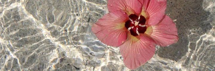 ᥇ⅈꪶ .'s banner
