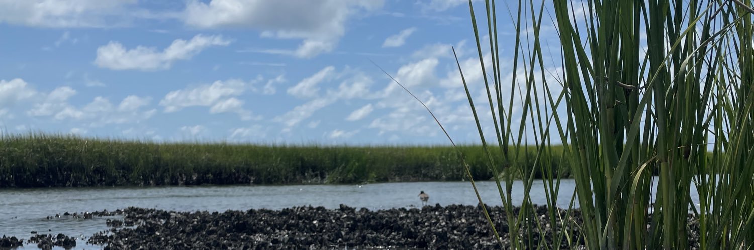 Meghan McCarthy's banner