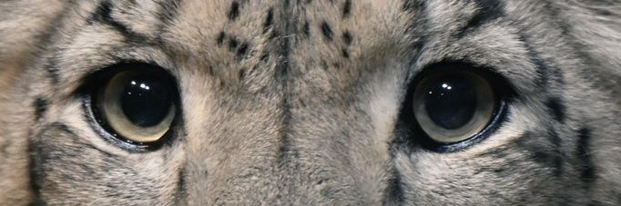 Muffin 🇨🇿's banner