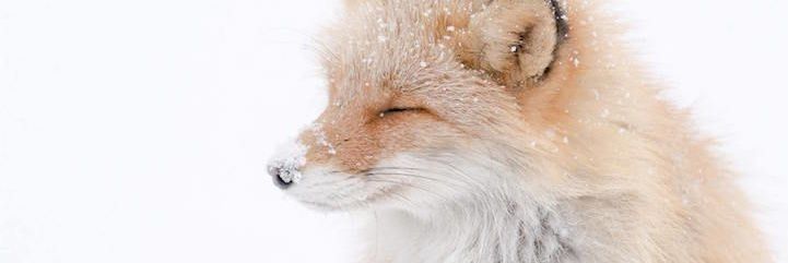 leo 🐾's banner
