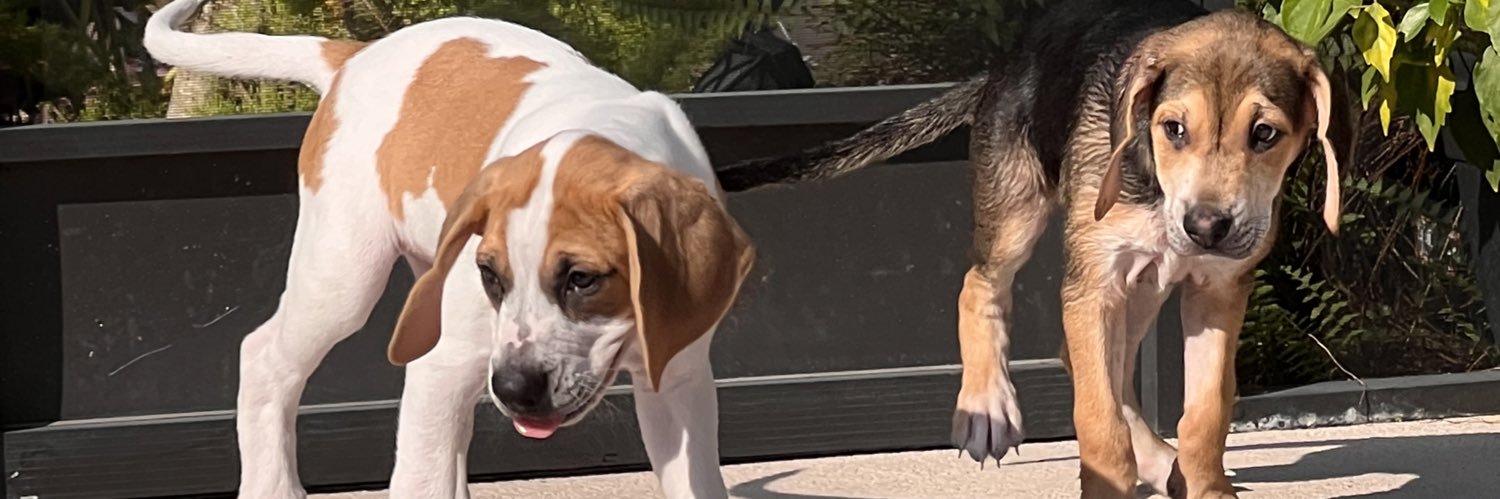 Alfie (Fatty) Polly (Pedrina) Pupturds's banner