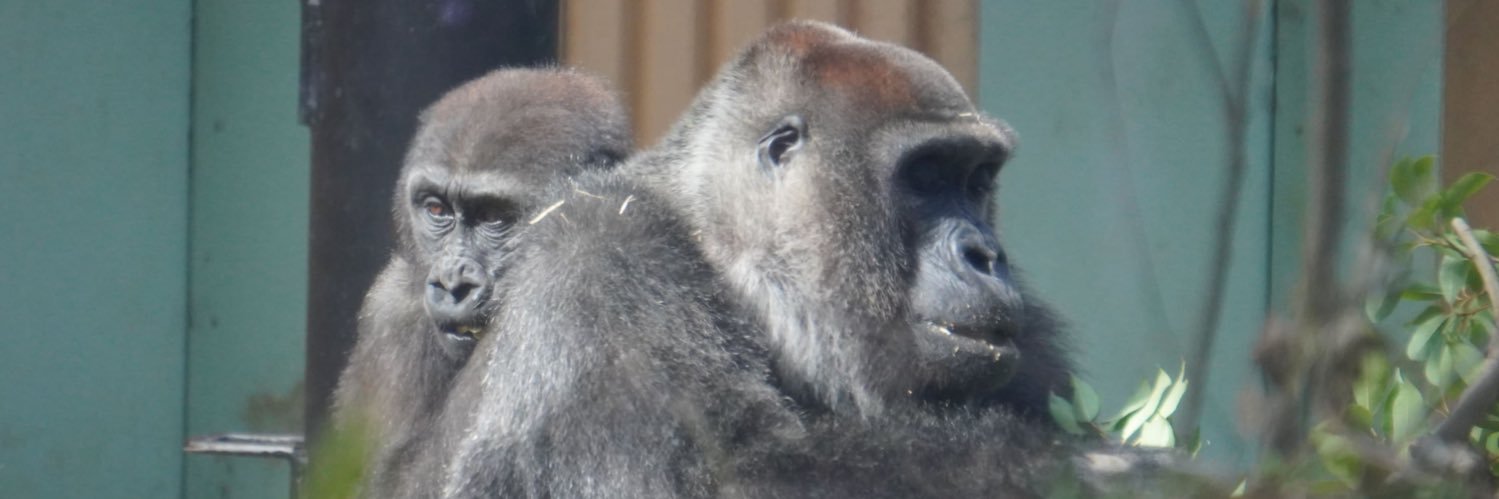 ゴリラのいえ Gorilla Forest's banner