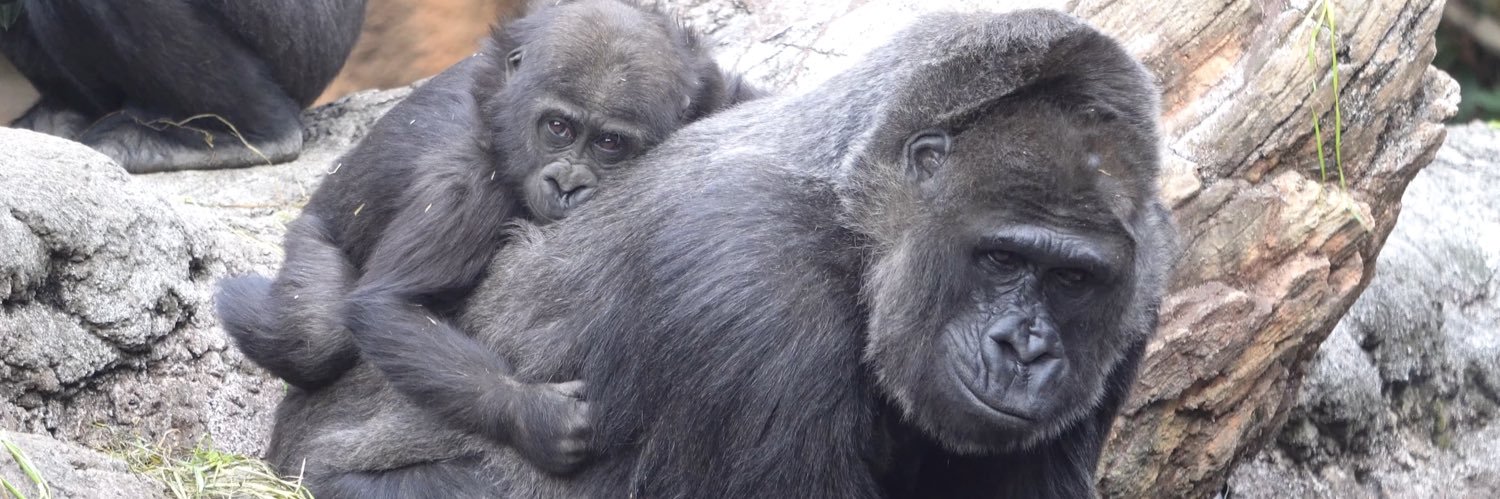 ゴリラのいえ Gorilla Forest's banner