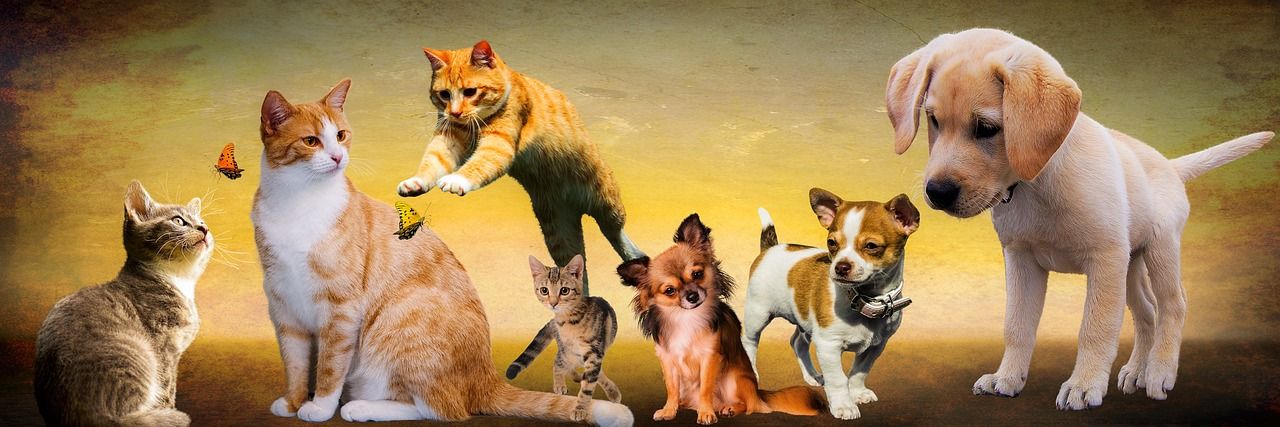 The pets only 🐾's banner