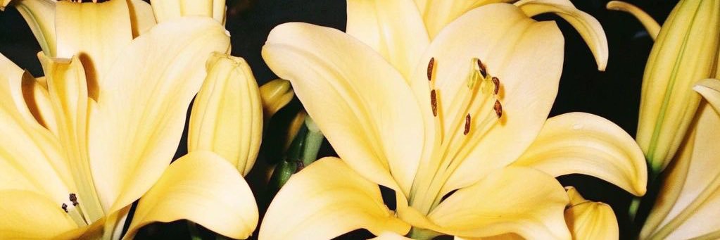 ⋆˚࿔ 𝐯𝒊𝐯𝒊's banner