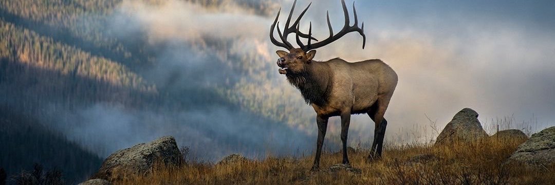 Bull Elk's banner
