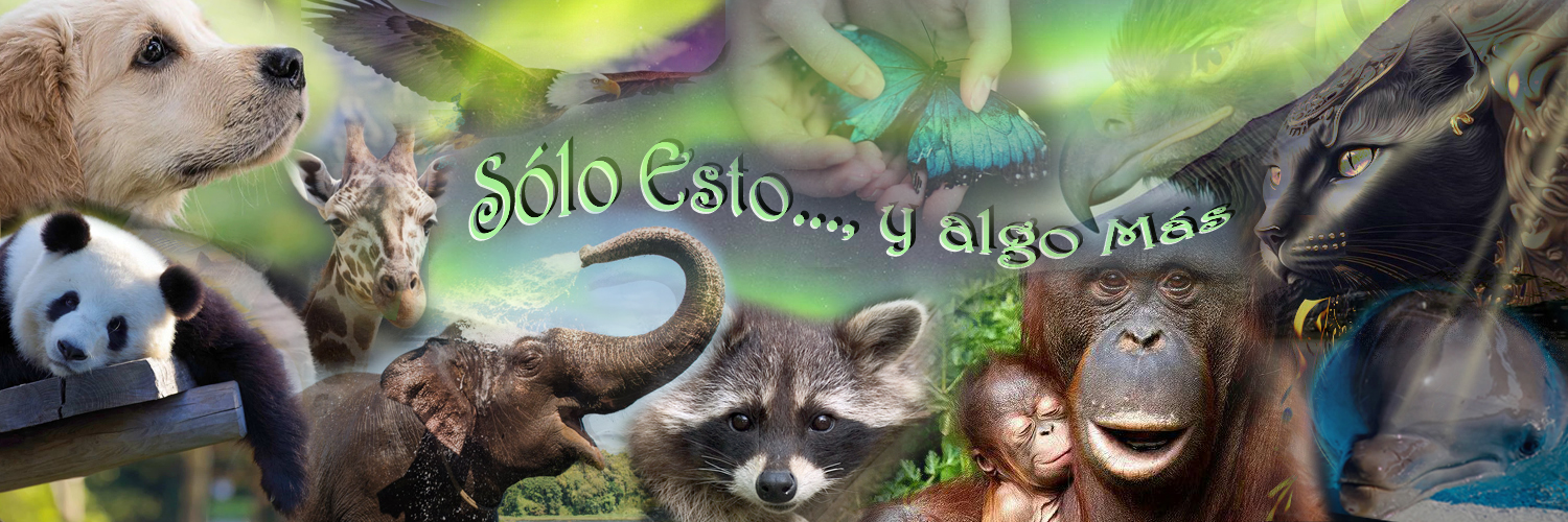 っ◔◡◔ っ ♥ 𝕊ó𝕝𝕠 𝔼𝕤𝕥𝕠..., 𝕪 𝕒𝕝𝕘𝕠 𝕄á𝕤 ♥'s banner