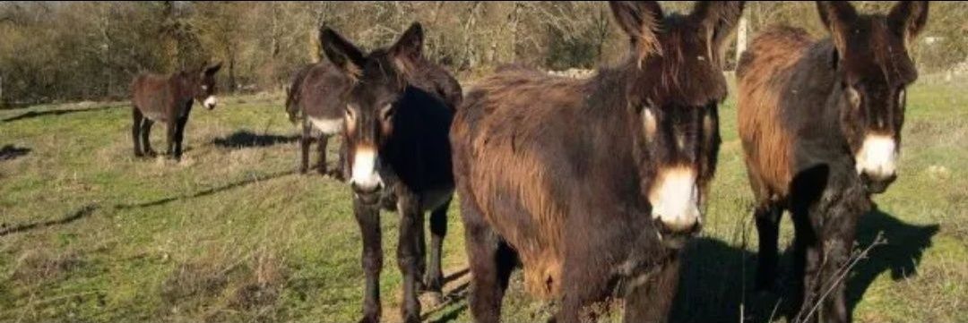Encantador de burros's banner