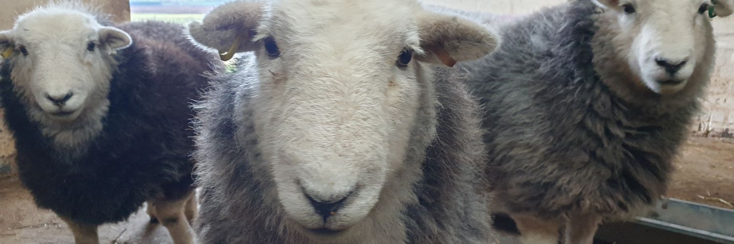 Arnbeg Farmstay Scot's banner