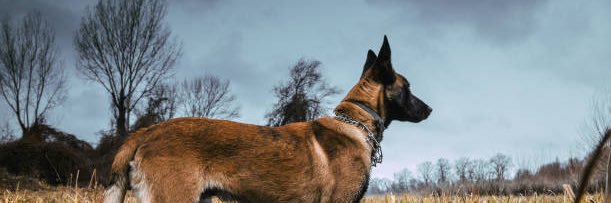 malinois_Lovers's banner