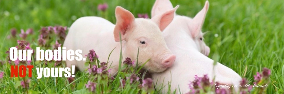Equality For All Animals🐝's banner