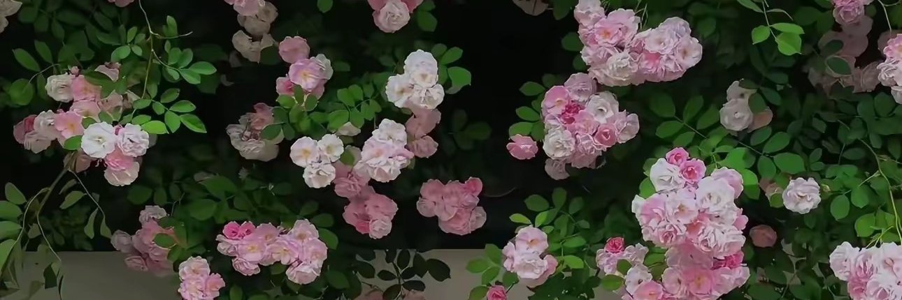 李老师（生活版）'s banner