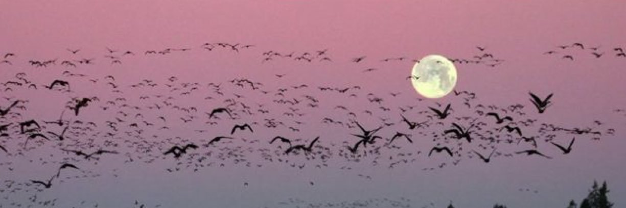 𝒮𝒪ℳ𝒜's banner