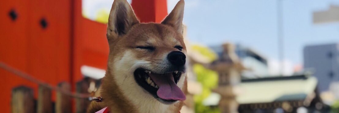 柴犬お凛's banner