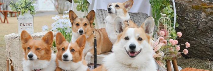 Dog village 台ヶ森とおちりーず's banner
