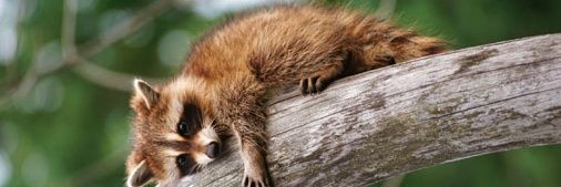 Raccoon_Hourly_'s banner