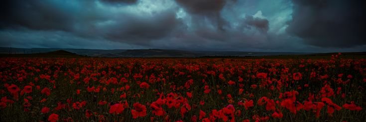 Sandra 💫🦋's banner