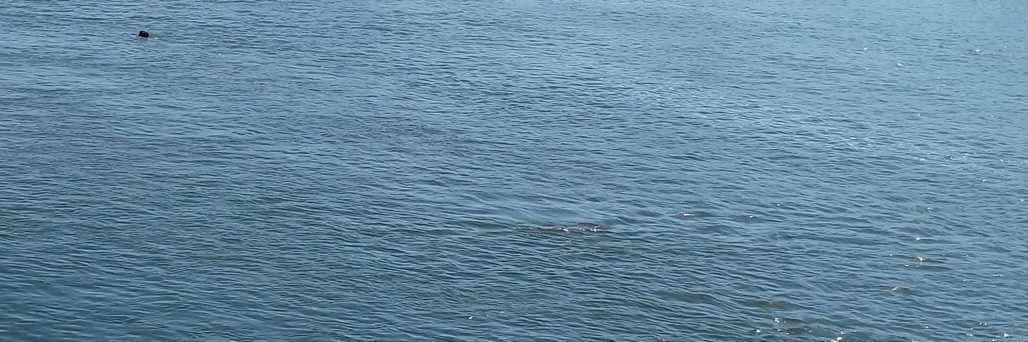 أسامة القصّاص's banner