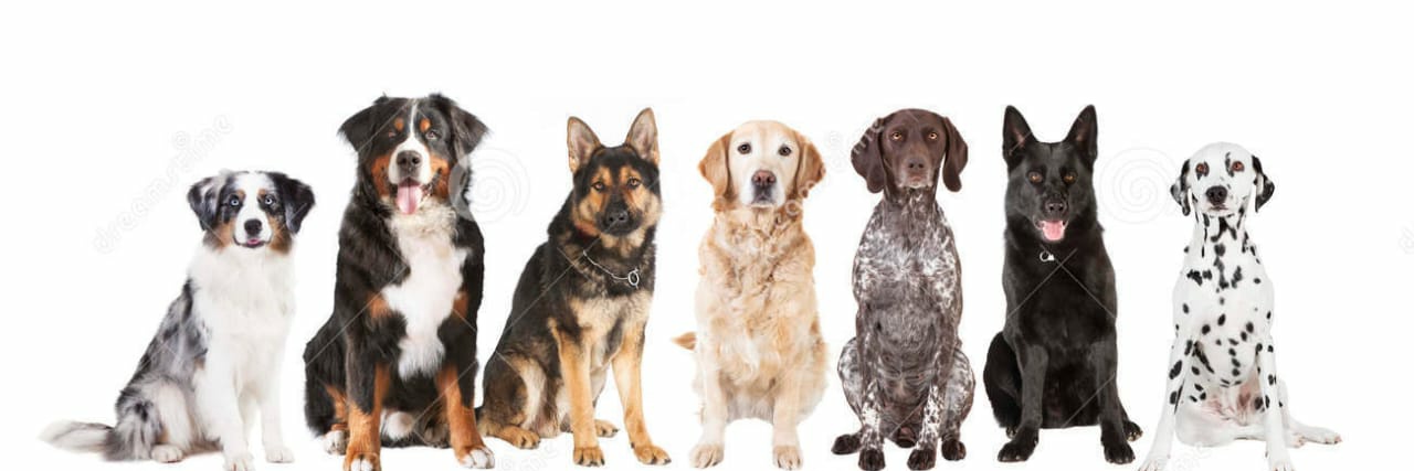 puppies video's banner
