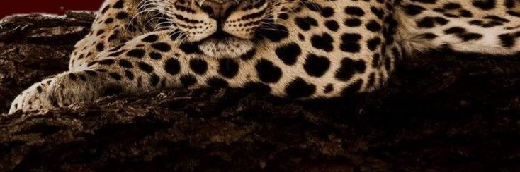 ᴊʜᴏʀᴅᴀɴ's banner