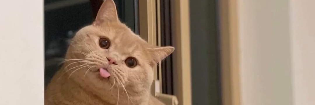 𝓟𝓲𝓹𝓸 ✧⁠*⁠。's banner