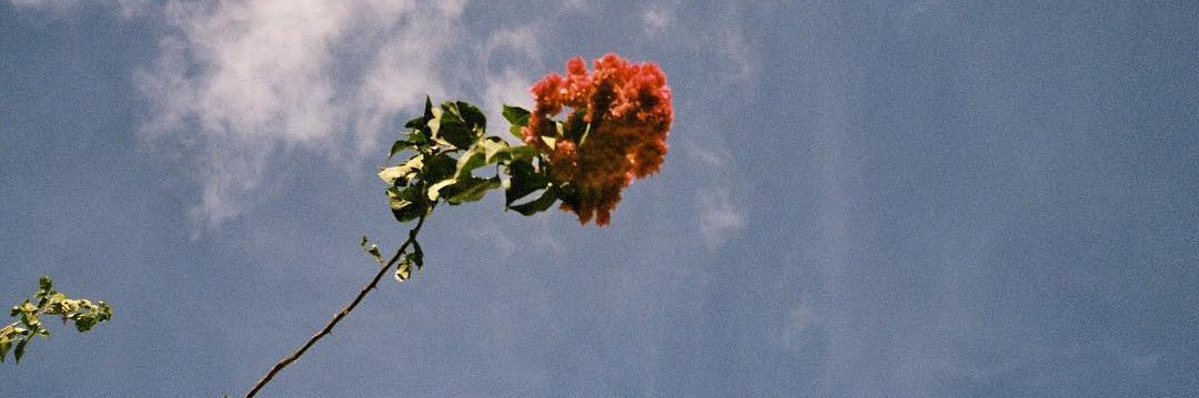 🍧's banner