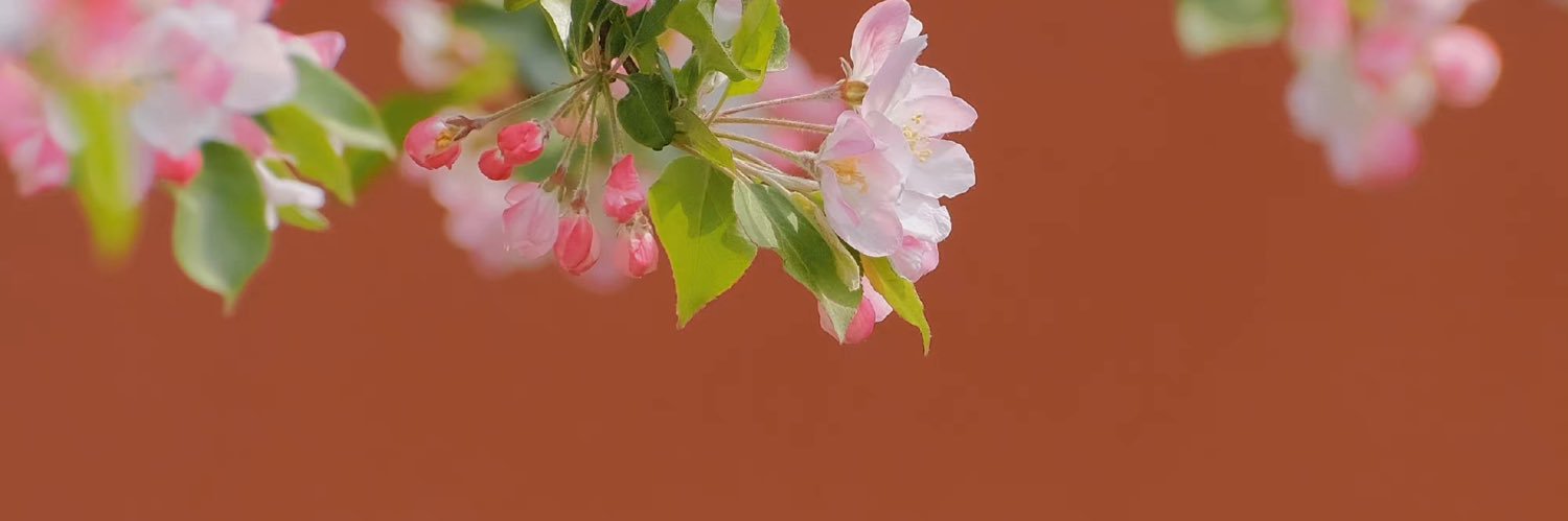 三秋橘子妹🍊's banner
