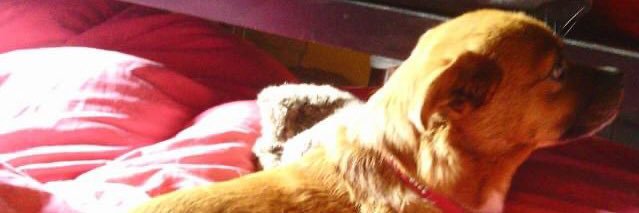 @VerdeVetriolo 's banner