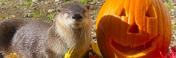 Michelle of the Otter 🦦🏳️‍⚧️'s banner