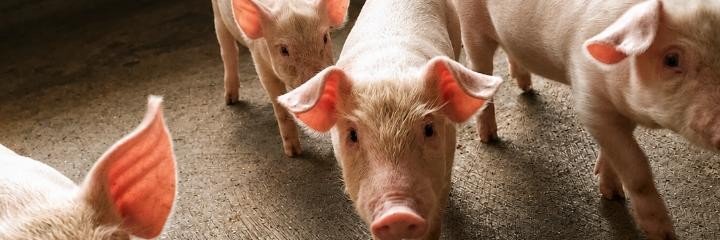FARMER_EMMY🤠👨‍🌾's banner