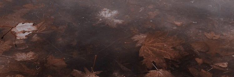 kiwi ⟡ 🪶 🇵🇸 | #1 jonmike stan's banner