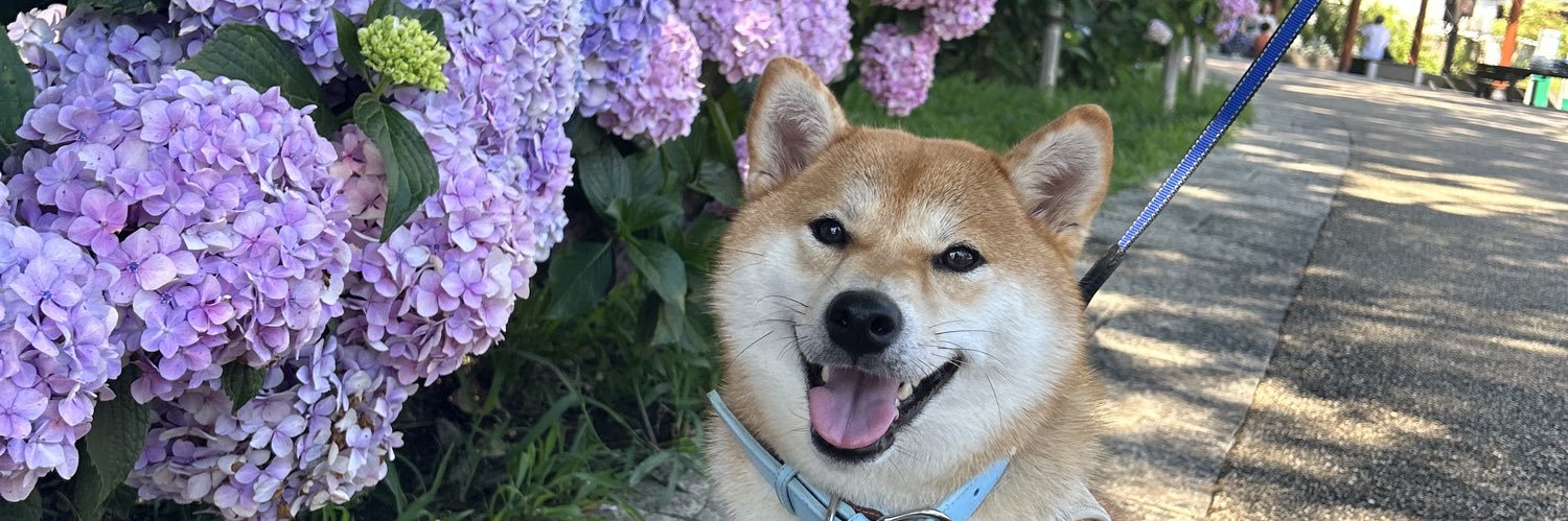 柴犬ちびこ🐾's banner